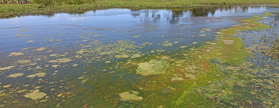 Image of algal blooms on lake water