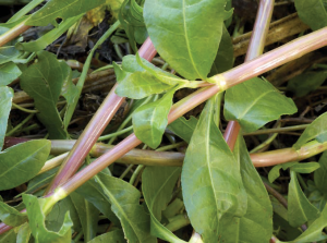 Image - alligator weed stems and leaves