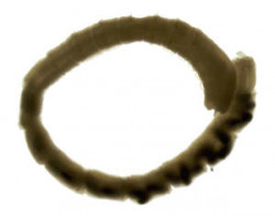 Image - Capitellidae