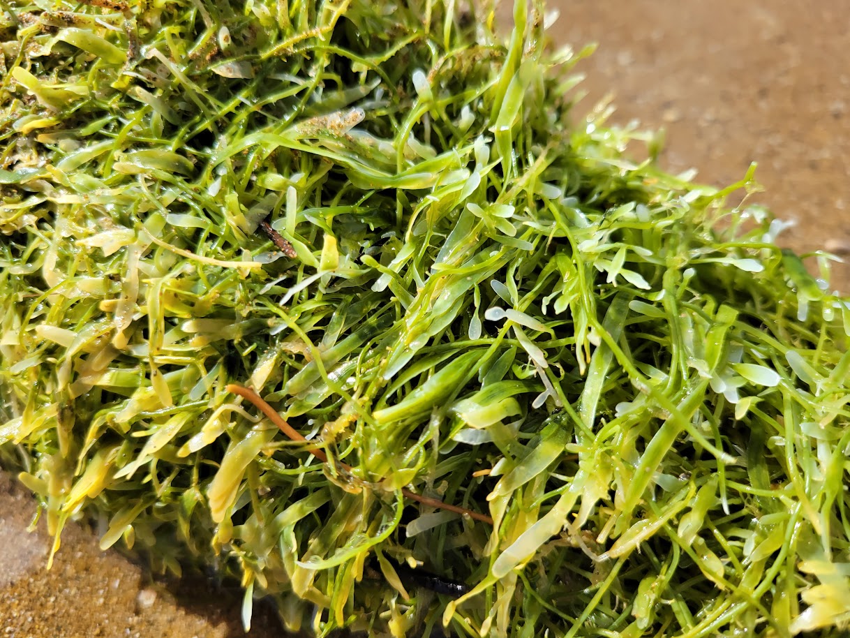 Caulerpa up close - Credit: Sid Wales, MPI