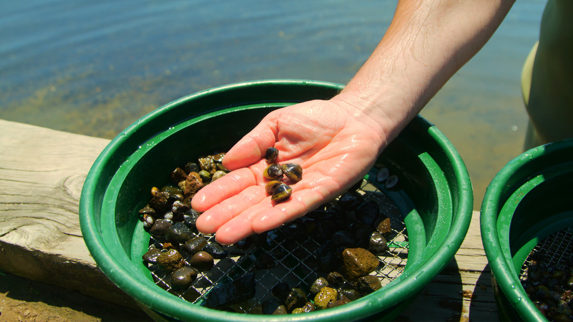 Image of someone with a handful of freshwater gold clams
