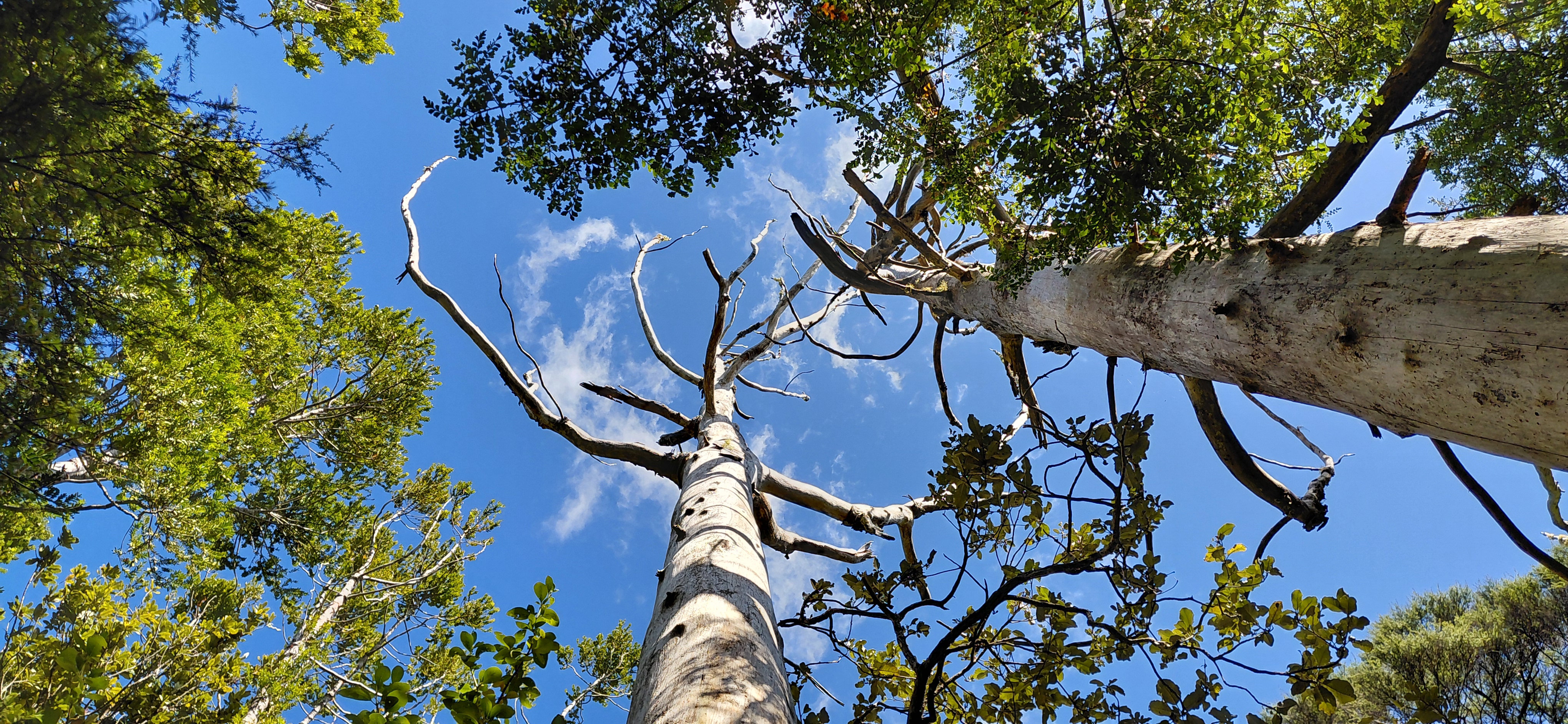 Image of a dying kauri tree