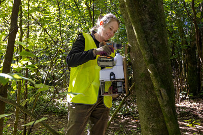 Setting up a pest trap on a tree to protect our biodiversity