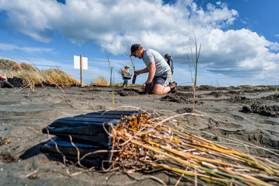 Volunteers planting dunes with their Coastcare group