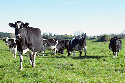 Cow standing looking in a paddock