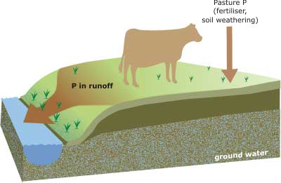 Phosphorus cycle illustration