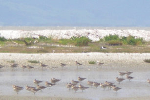 Miranda wading birds