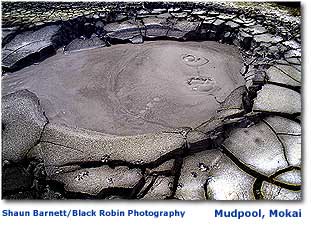 Photo of mudpool at Mokai