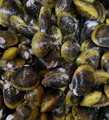 Image of a close up of invasive clams