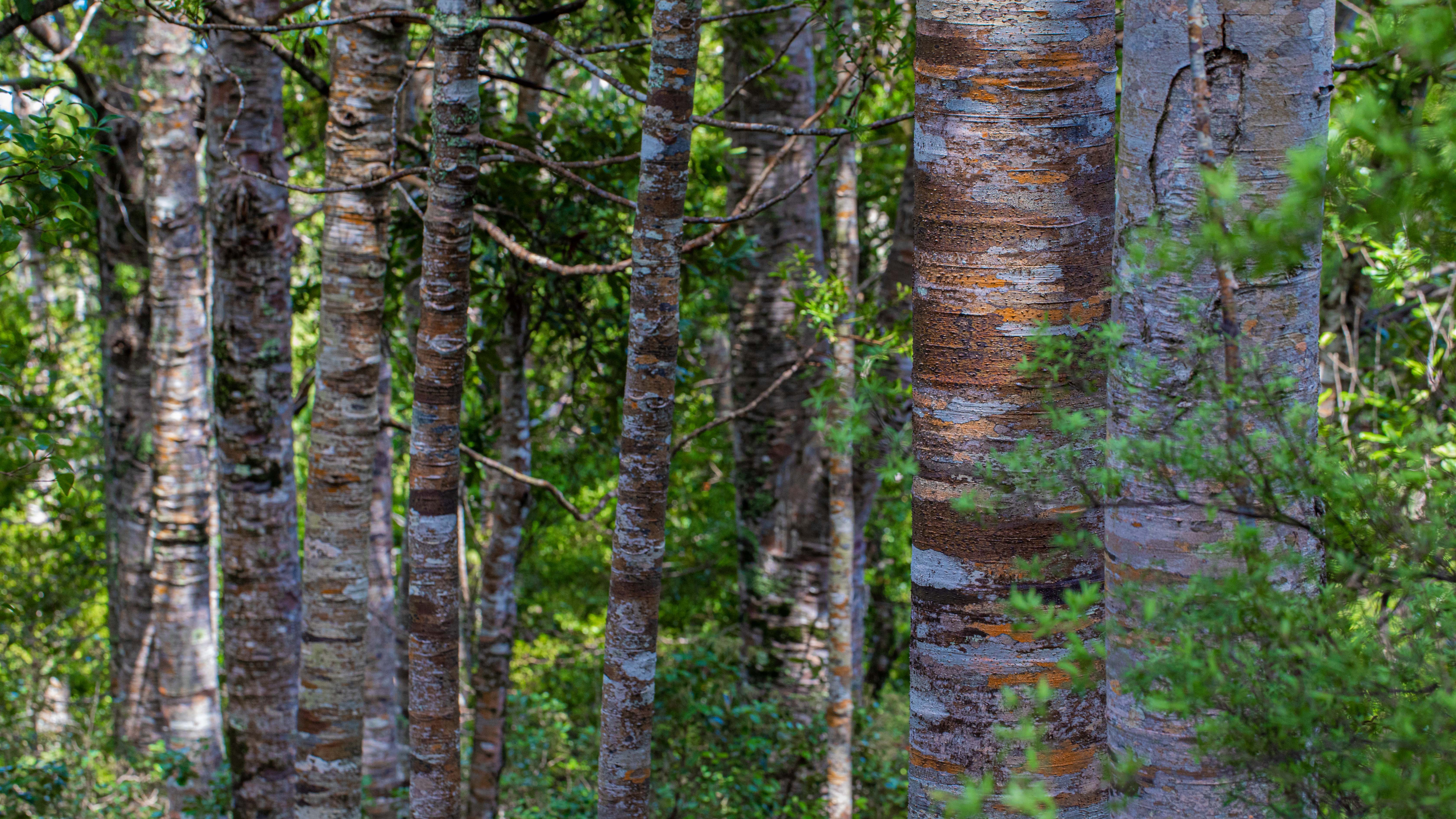 Image of Kauri trees together 