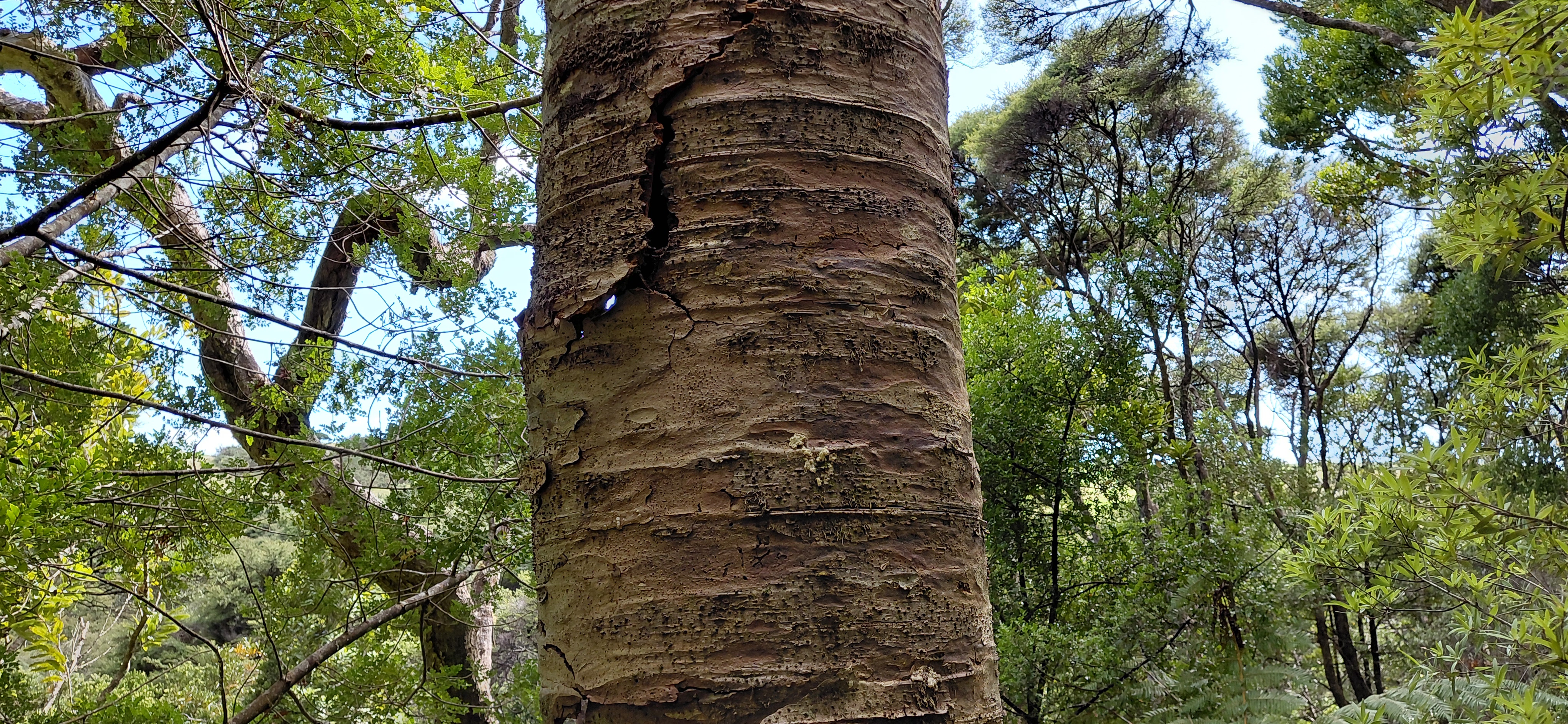 Image of a kauri tree showing cracks