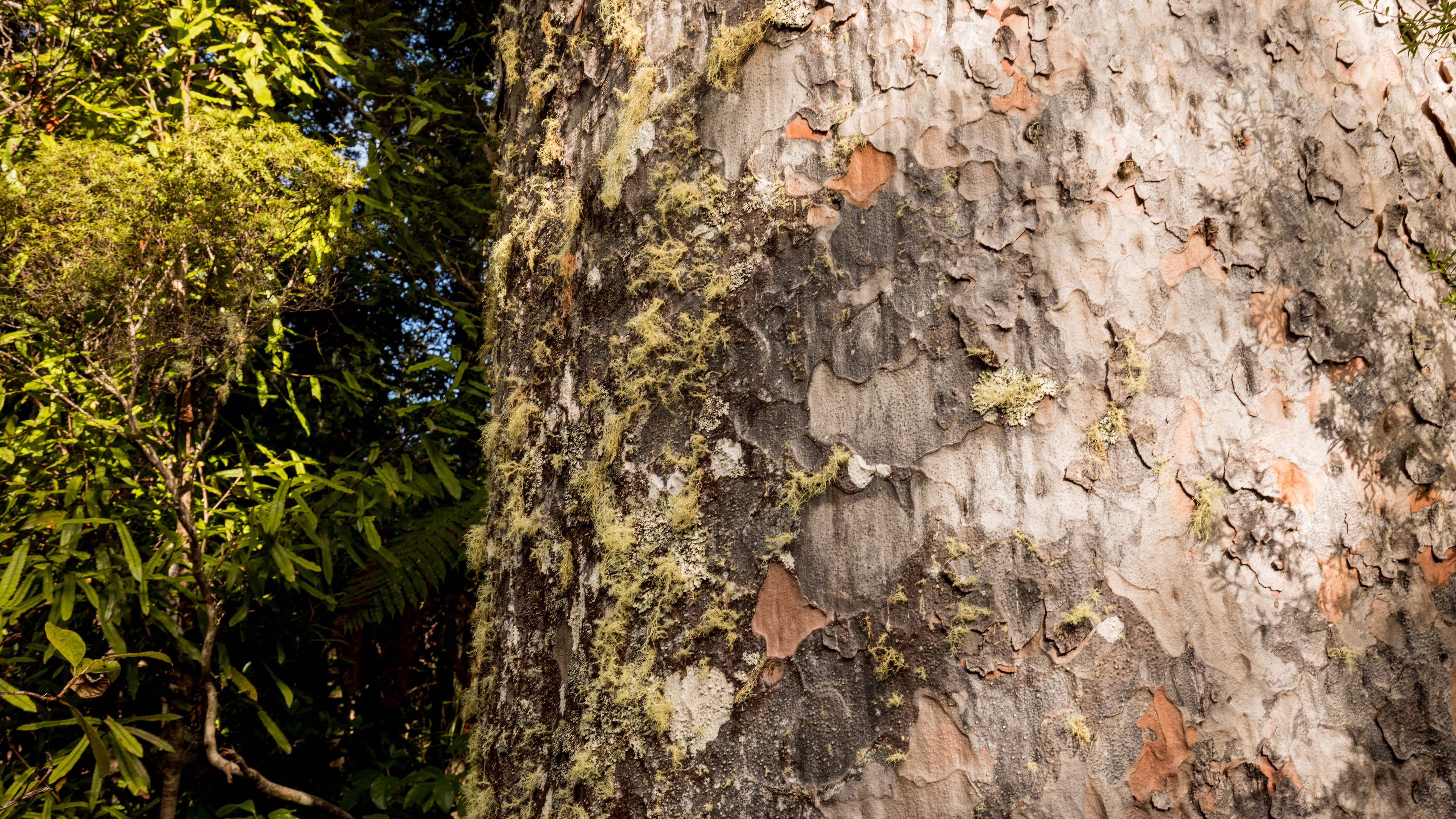 Close up image showing Kauri tree bark