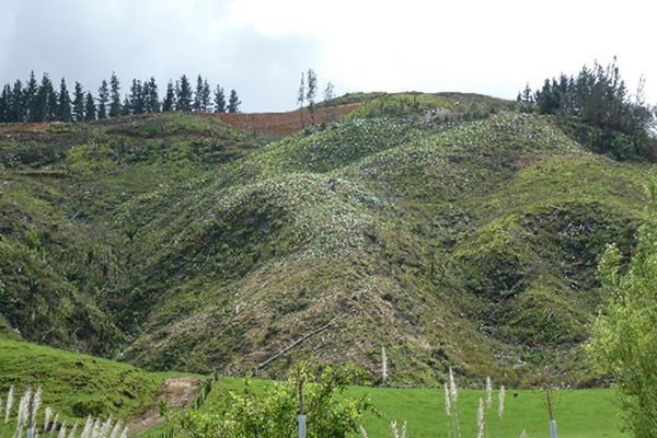 Land use change from forestry to permanent planting