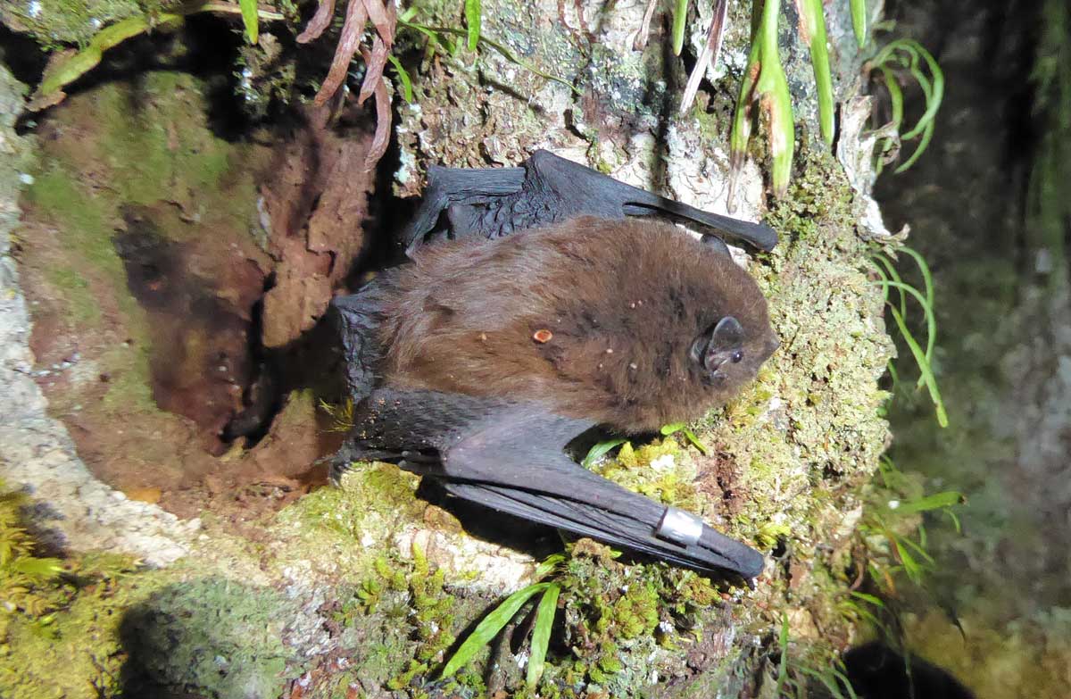 Long-tailed bat