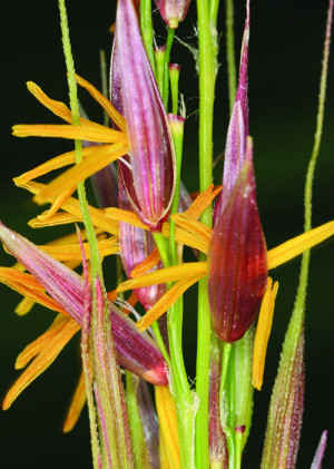 Image - Close up picture of a manchurian wild rice flower