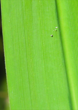 Close up picture of a manchurian wild rice leaf