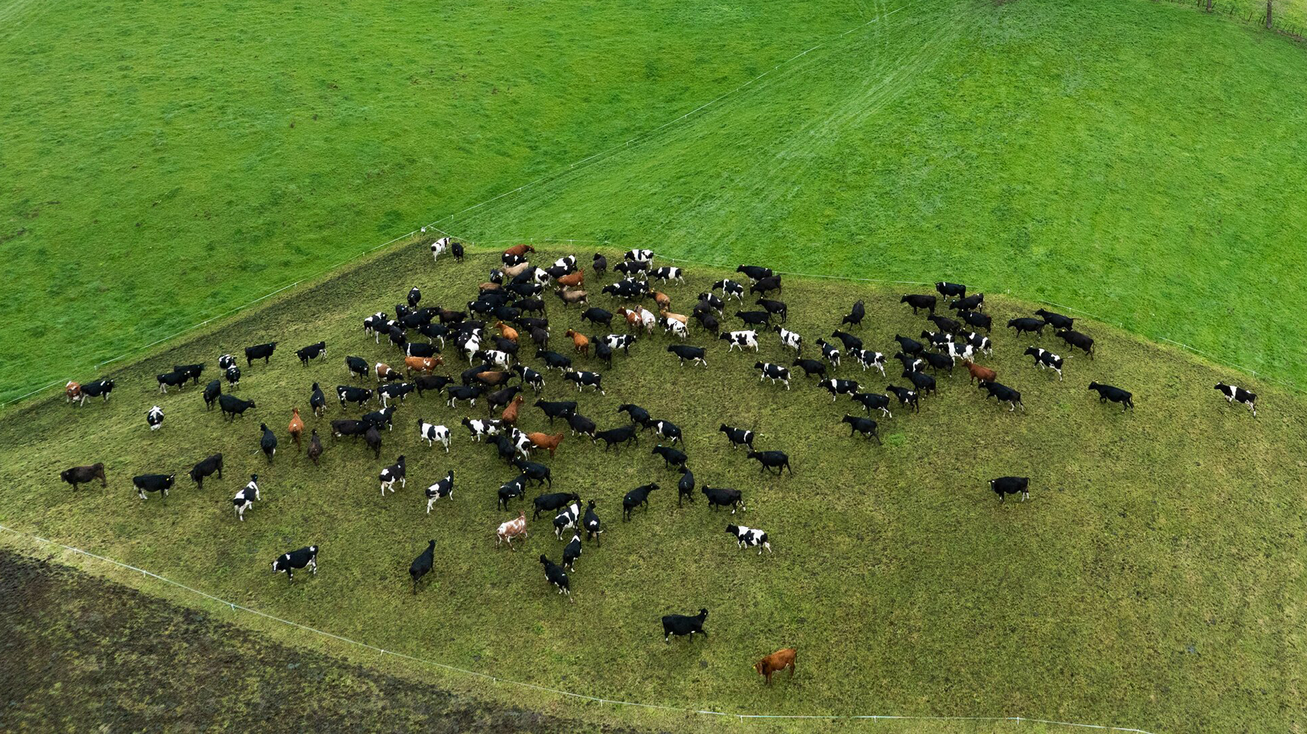 Image of a herd of cows on a field