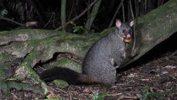  Image - possum eating a snail