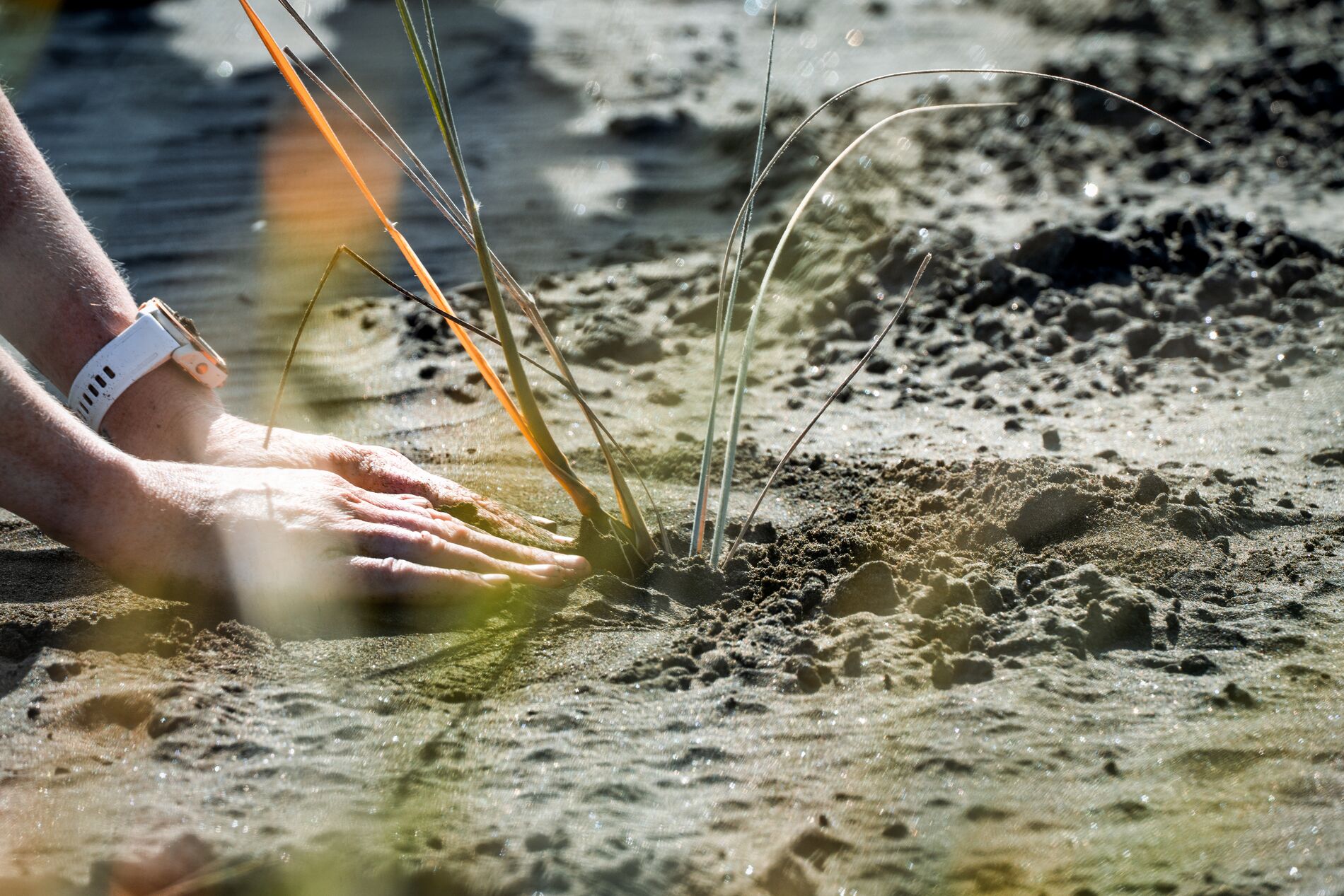 Image of two hands planting a seedling on a beach