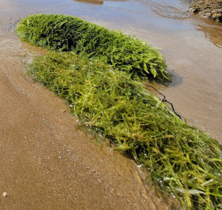 Image - Caulerpa beachcast at Great Barrier Island Dec 2023 -  Credit Sid Wales, MPI 