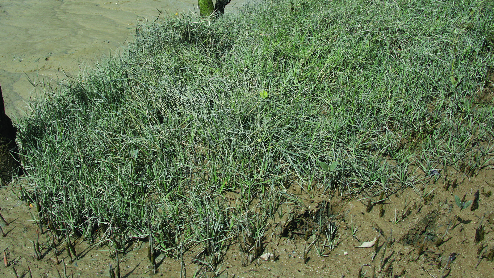 Image of spartina