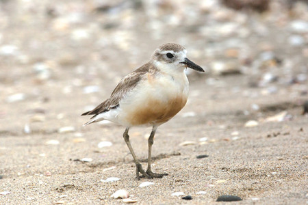 Story Hub image - Dotterel
