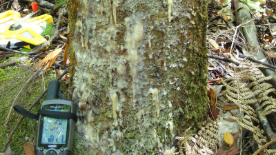 Lesions on the trunk, or patches of bleeding gum, is a key symptom of an infected tree.