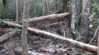 Fallen kauri rickers in a diseased stand in Waitākere Ranges.