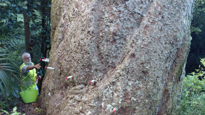 Ian Horner injecting the 1200-year-old kauri in Long Bay Scenic Reserve, near Coromandel.