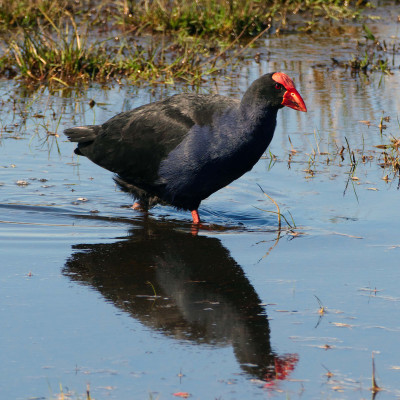Image of Pūkeko in water