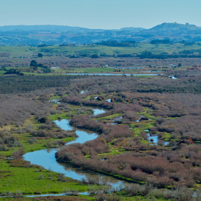 Image of Whangamarino wetlands