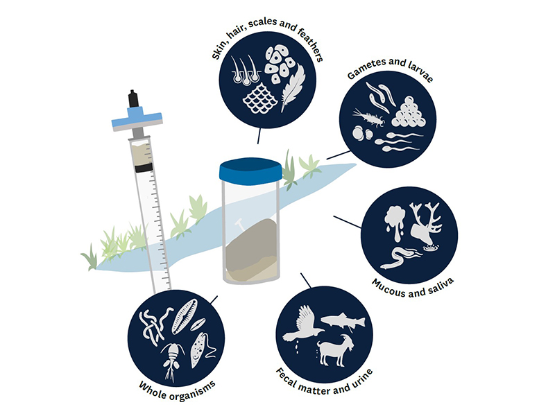 Sources of eDNA. Source: Wilderlab