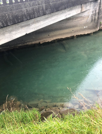 WRC/SulfateSoilsWaterClarity.png