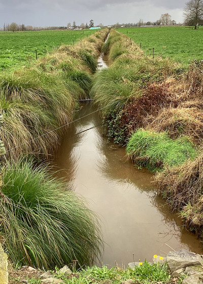 Image of a stream with planting on the sides.