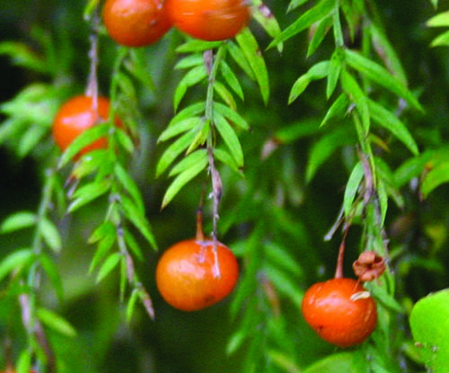 Image - Climbing asparagus