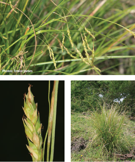 Image - Australian sedge