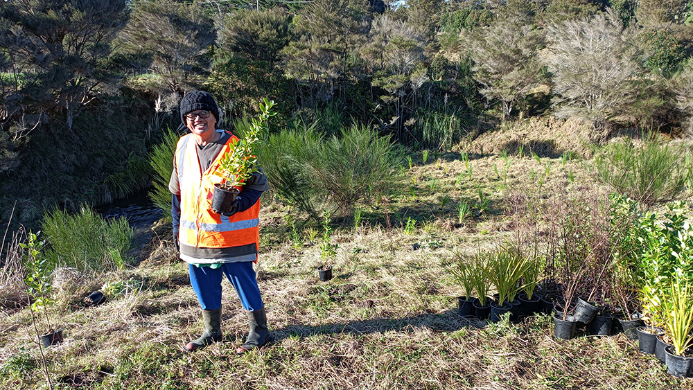 Planting along Matahura Stream.