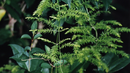 Image - Climbing asparagus