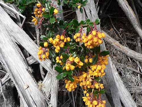 Image - Darwin's barberry