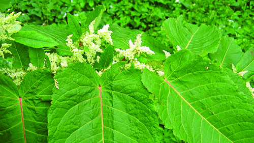 Image - Knotweed