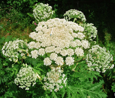 Image - Giant hogweed