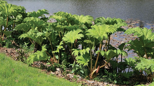 Image - Gunnera