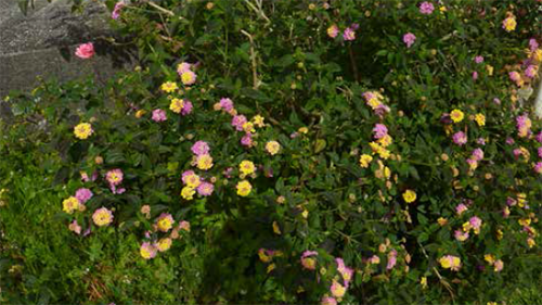 Image - Lantana