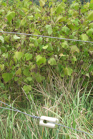 Image - noogoora bur pest plant