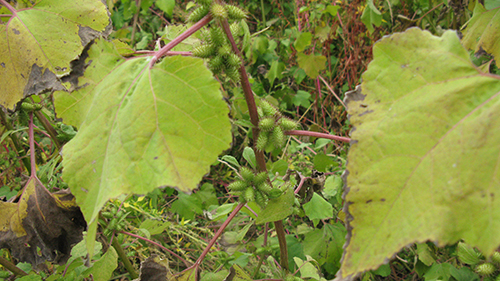 Image - noogoora bur pest plant