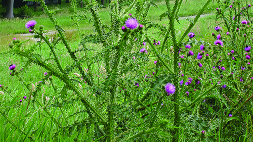 Image -  plumeless thistle