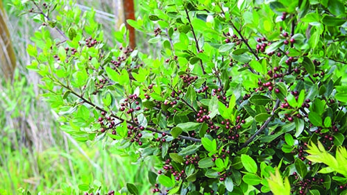 Image - Evergreen buckthorn