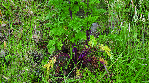 Ragwort