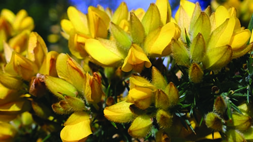 Image - Gorse