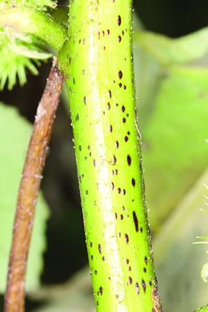 Image - noogoora bur pest plant